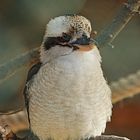 Kookaburra III