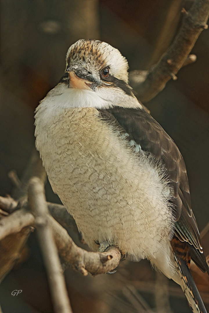 Kookaburra III