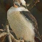 Kookaburra III