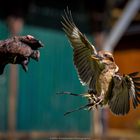 Kookaburra im Anflug