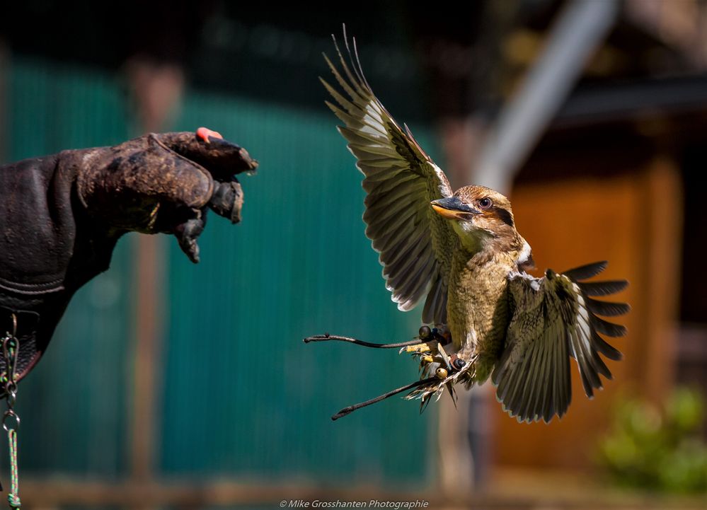 Kookaburra im Anflug