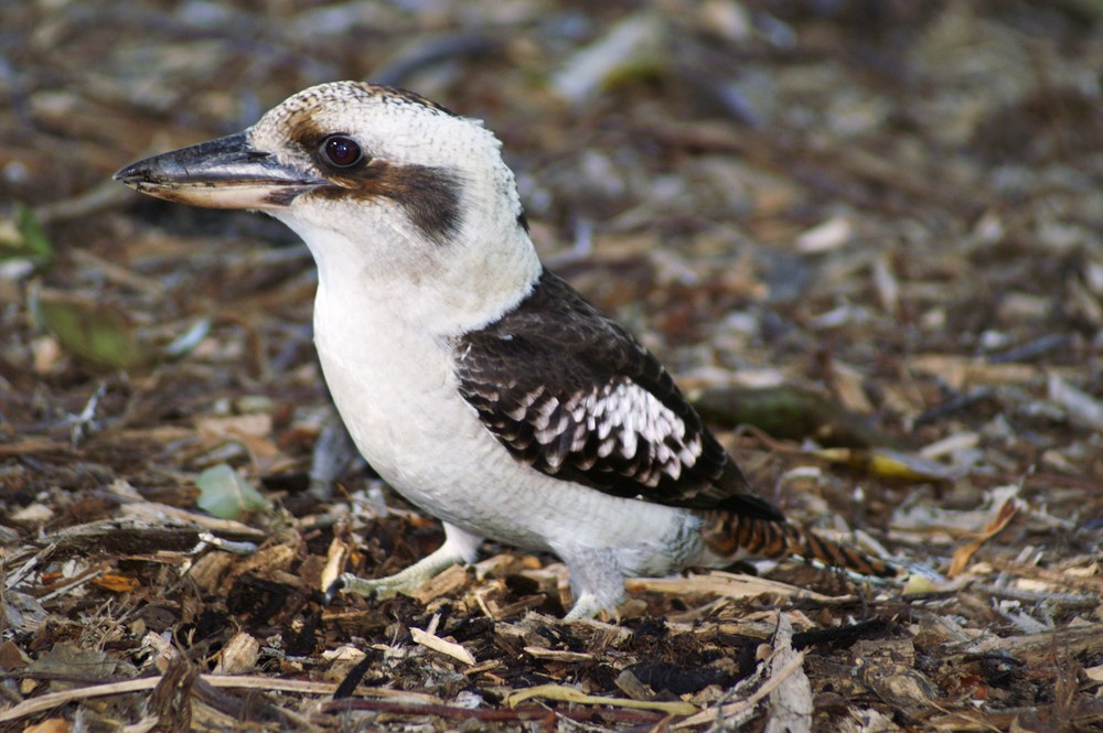 Kookaburra im Botanischen Garten Sydney