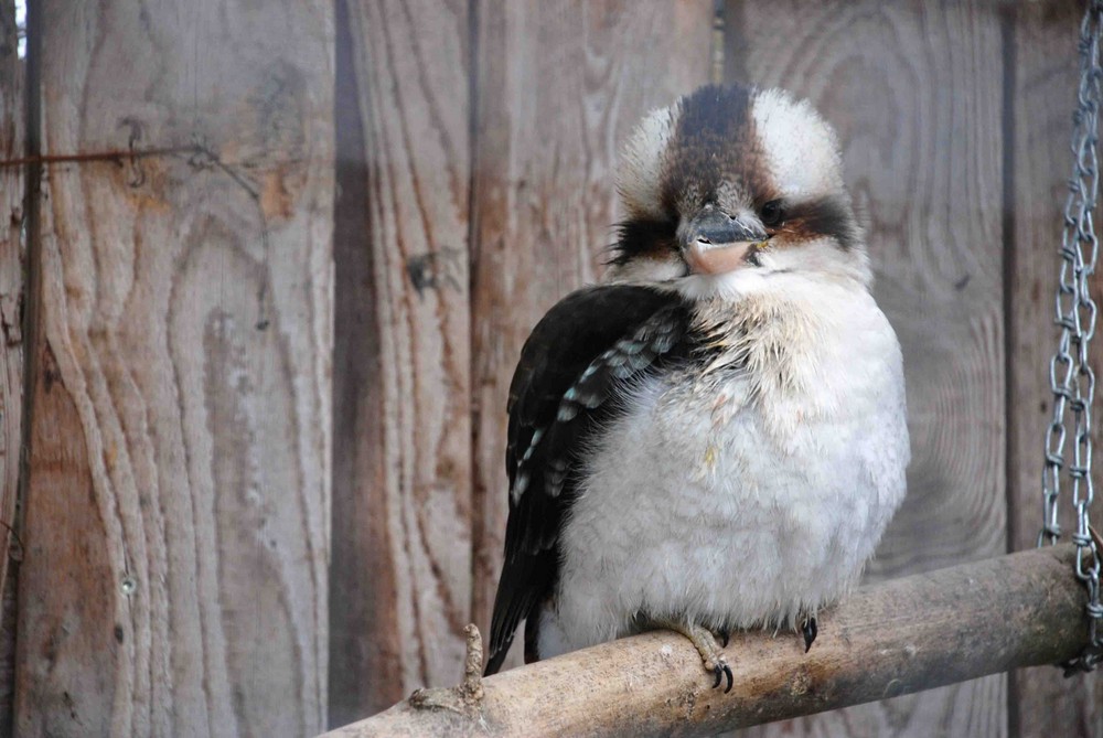 Kookaburra im europöischen Winter