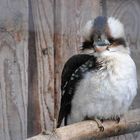 Kookaburra im europöischen Winter