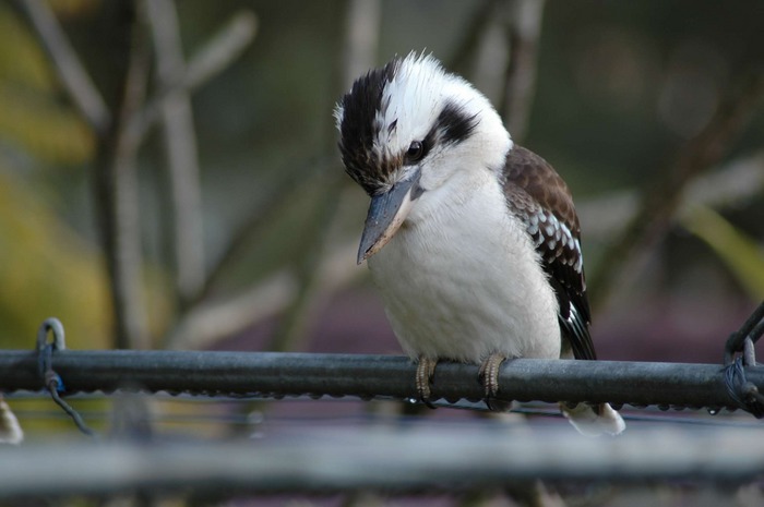 Kookaburra im Garten