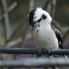 Kookaburra im Garten