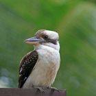 Kookaburra in Cairns