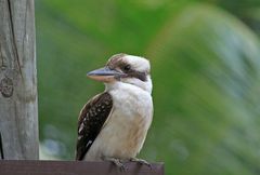 Kookaburra in Cairns