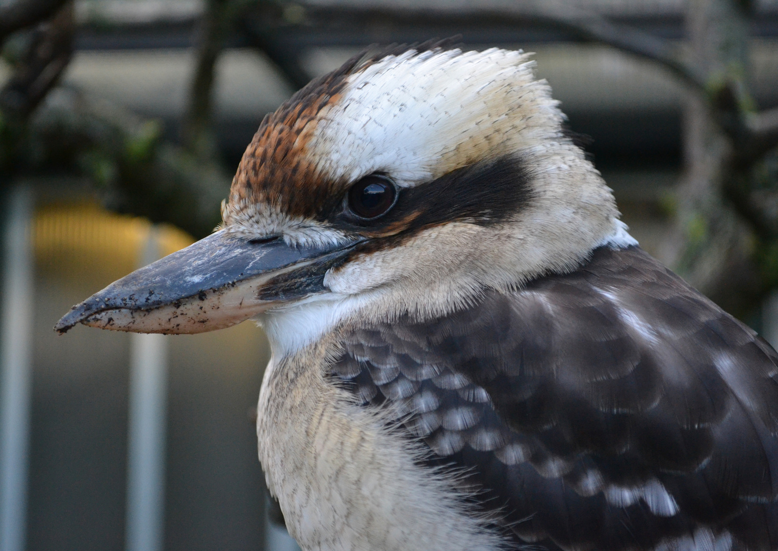 Kookaburra in der Wilhelma