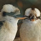 Kookaburra IV