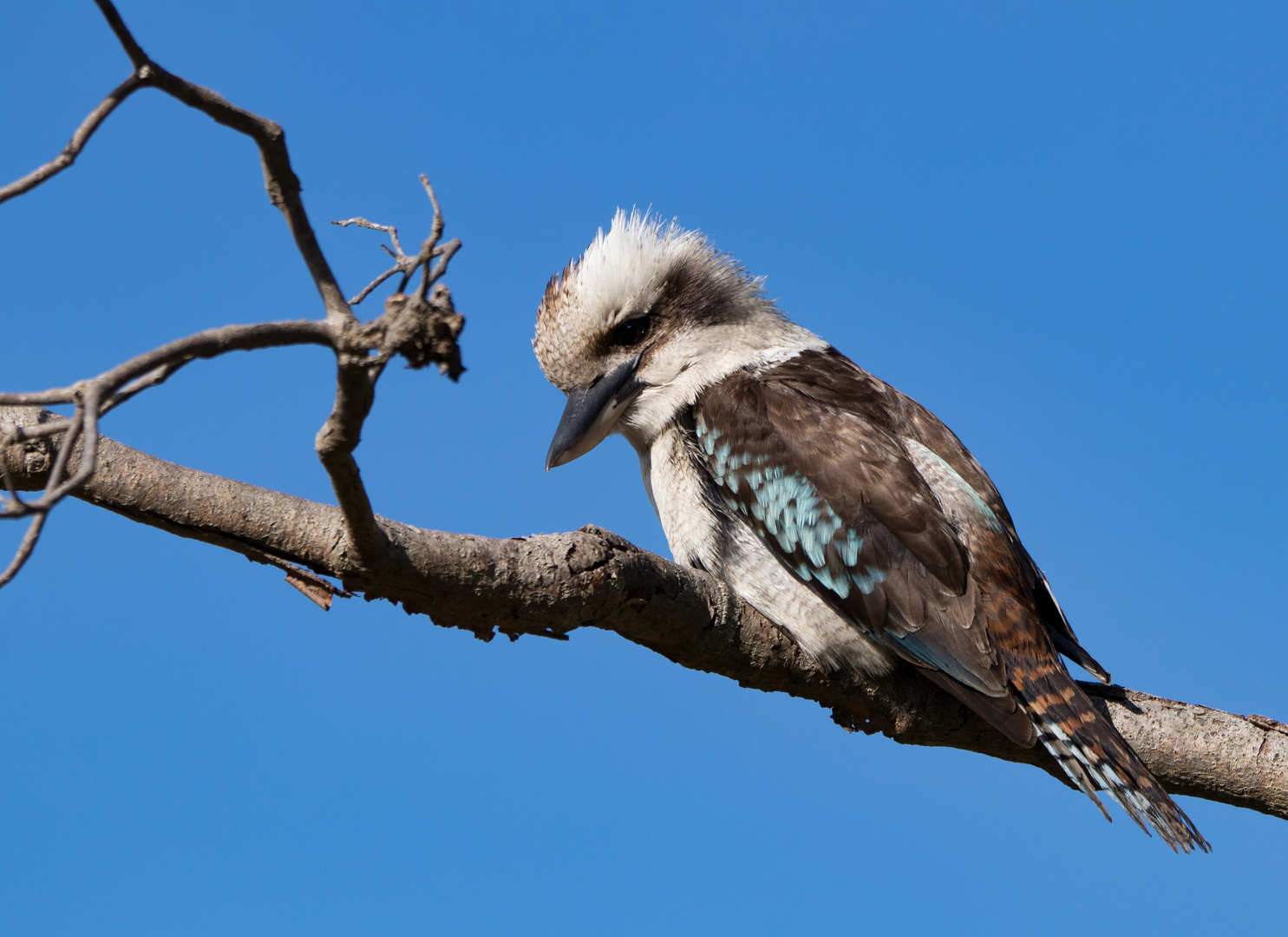 Kookaburra - Jägerliest - Lachender Hans