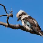 Kookaburra - Jägerliest - Lachender Hans