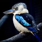 Kookaburra (Lachender Hans)