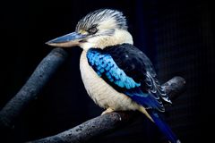 Kookaburra (Lachender Hans)