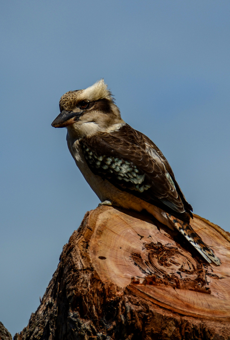 Kookaburra / Lachender Hans