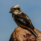 Kookaburra / Lachender Hans