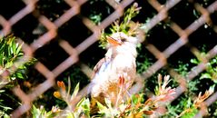 Kookaburra (Lachender Hans)