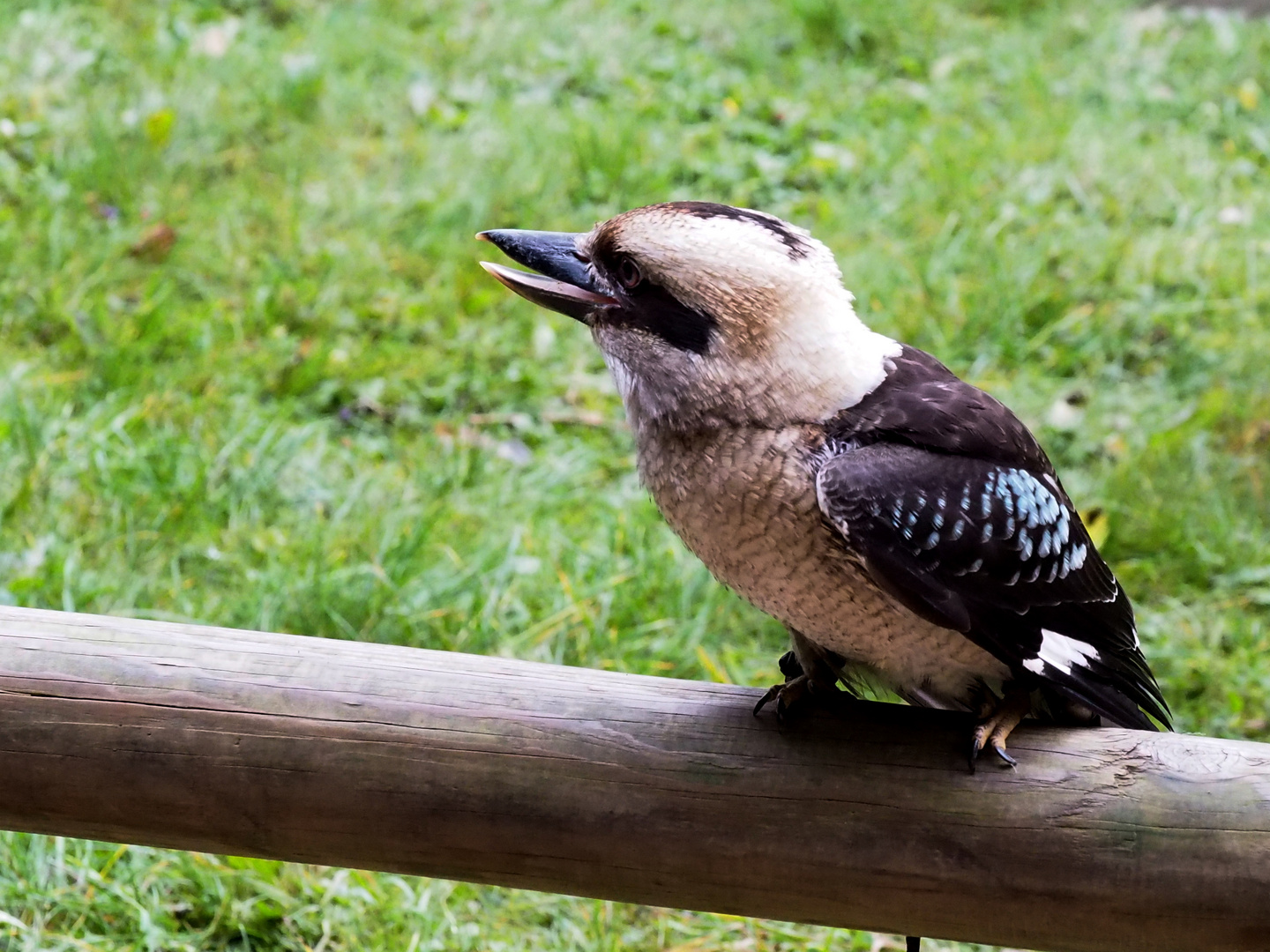 Kookaburra ( Lachender Hans )