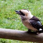 Kookaburra ( Lachender Hans )