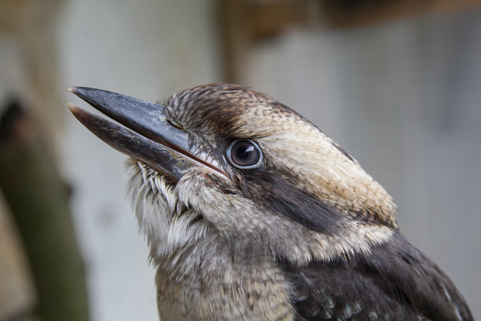 kookaburra/ Lachender Hans