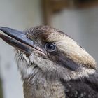 kookaburra/ Lachender Hans