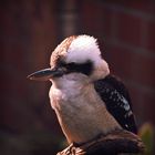 Kookaburra - "Lachender Hans"