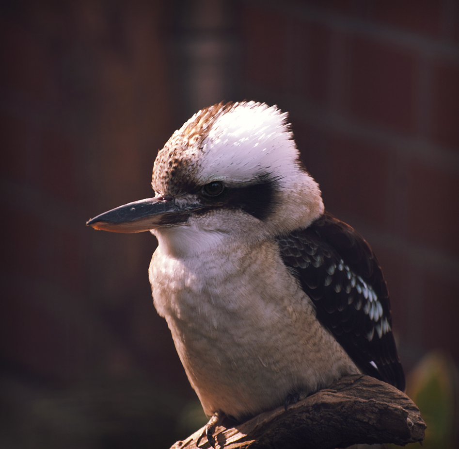 Kookaburra - "Lachender Hans"