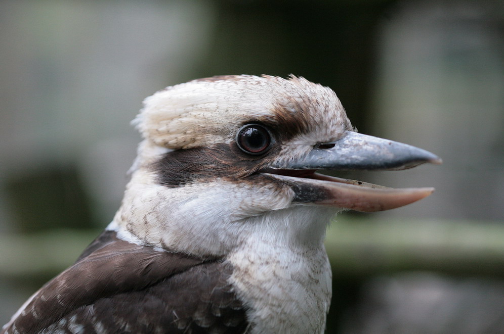 kookaburra laughing