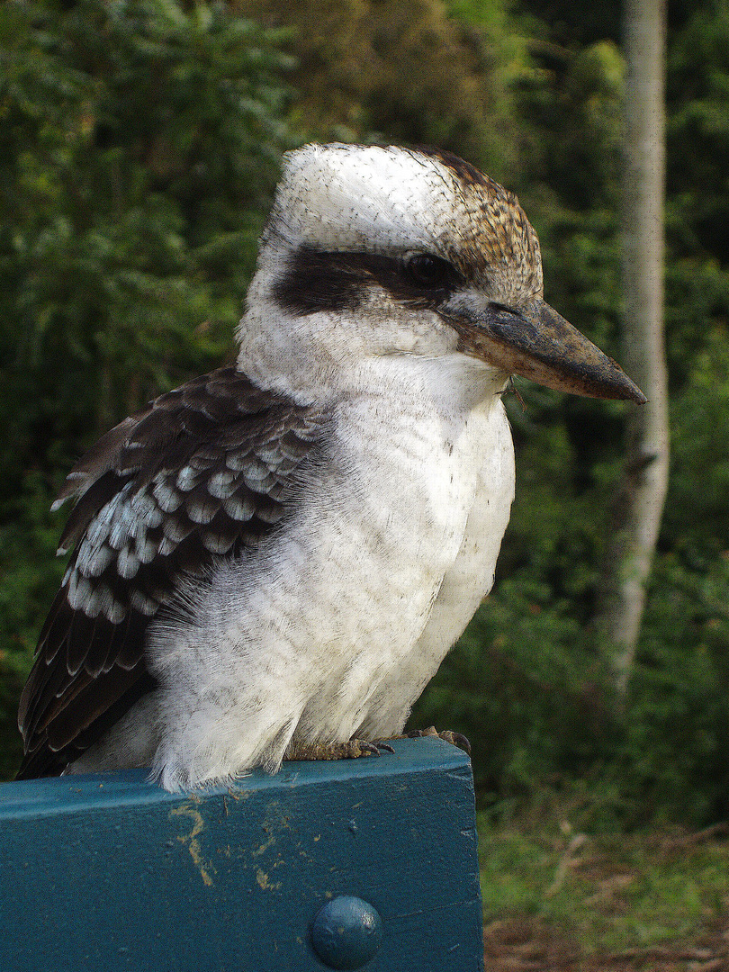 Kookaburra, lebt in Australien