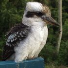 Kookaburra, lebt in Australien