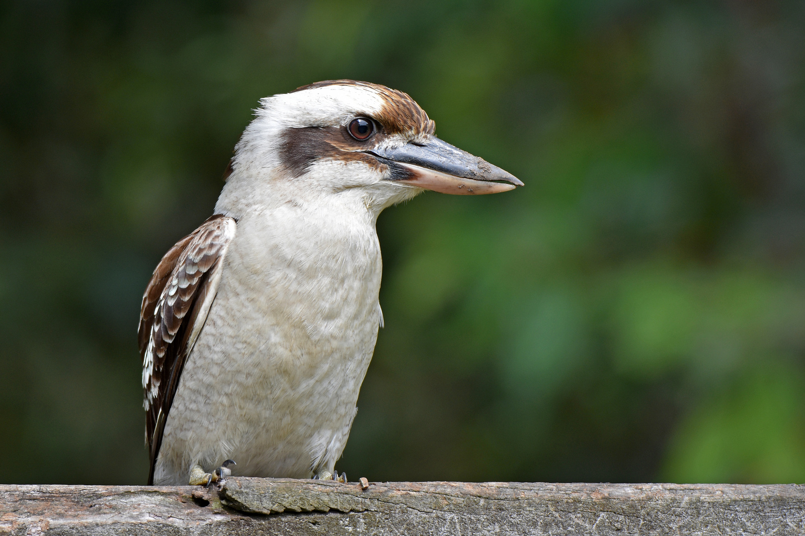 Kookaburra, mal näher betrachtet ...