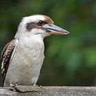 Kookaburra, mal näher betrachtet ...