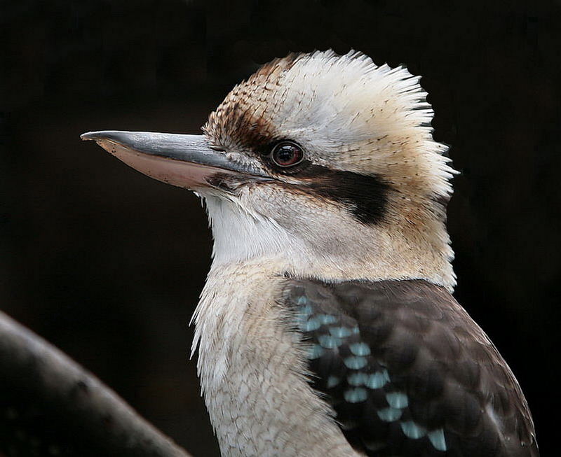 Kookaburra nachbereitet