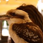 Kookaburra-oder der lachende Hans