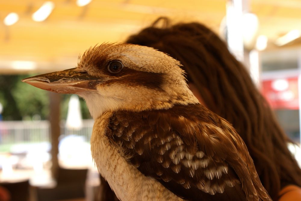 Kookaburra-oder der lachende Hans