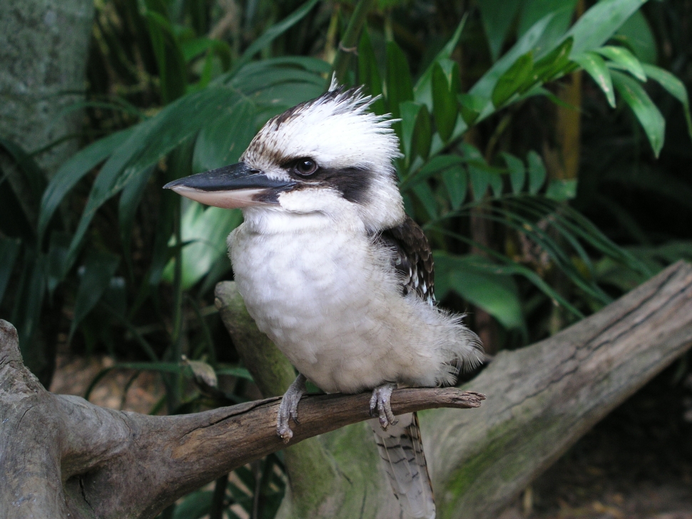 Kookaburra oder lachender Hans