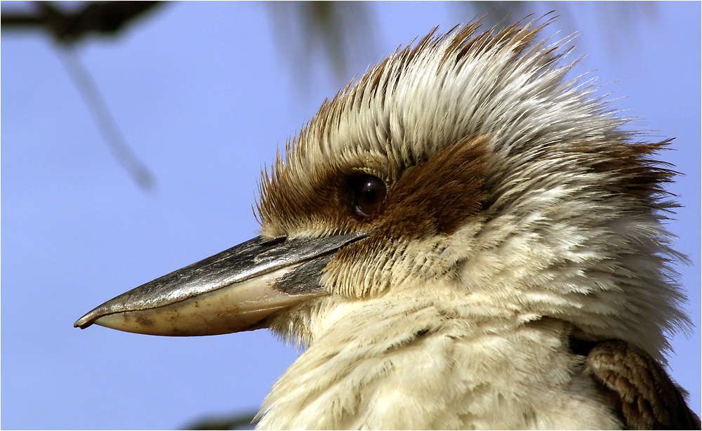 Kookaburra Portrait ...