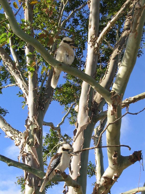 Kookaburra sits in the old gum tree...