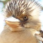 Kookaburra, the clock in the outback