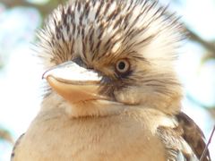 Kookaburra, the clock in the outback