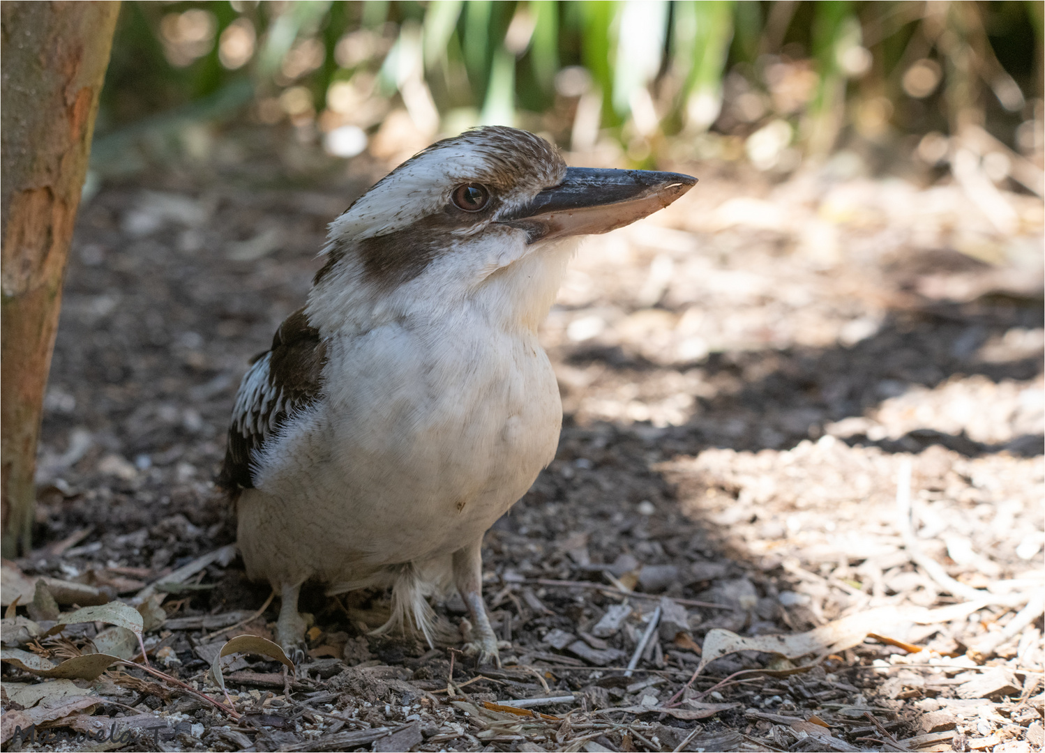 kookaburra very close