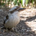 kookaburra very close