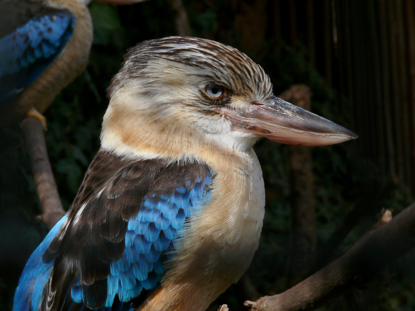 Kookaburra, Zoo Landau