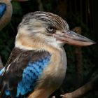 Kookaburra, Zoo Landau