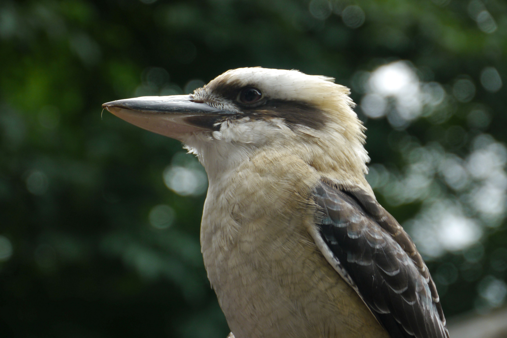 Kookaburra_1