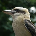 Kookaburra_1