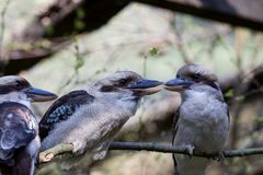 kookaburras