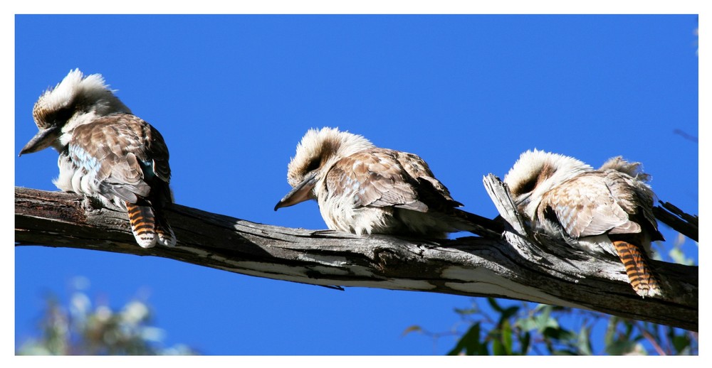 Kookaburras