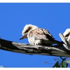 Kookaburras