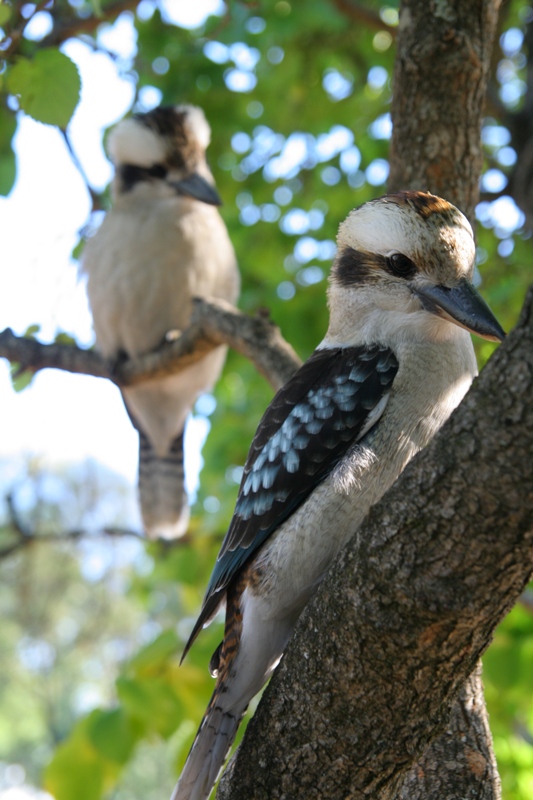 Kookaburras